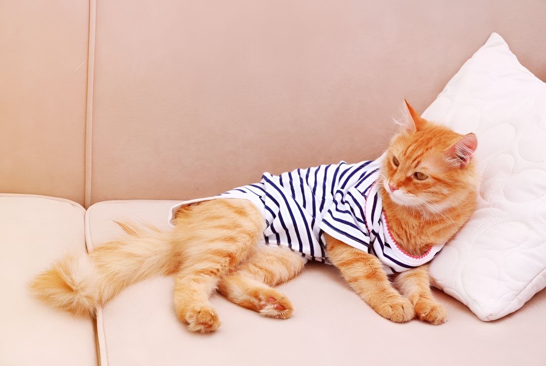 Stylish and Comfortable Pet Apparel