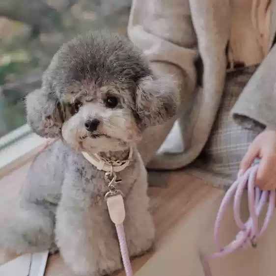 Leather Dog Leash and Collar for Small and Medium Dogs