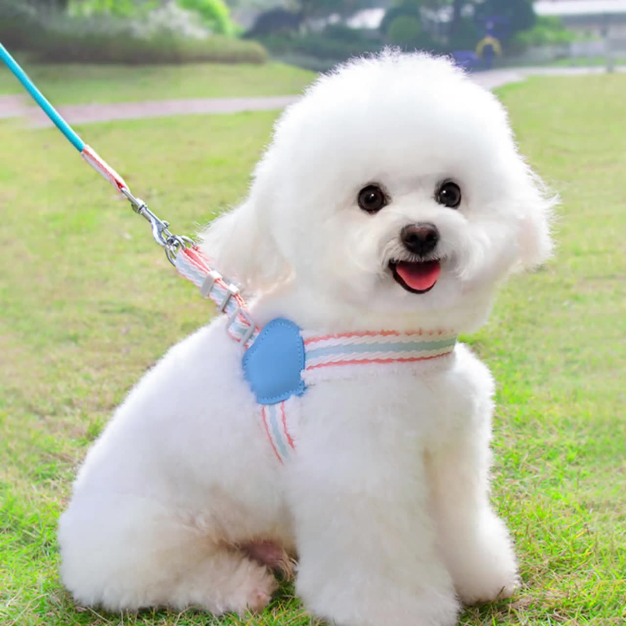 Breathable Summer Leash for Small Dogs